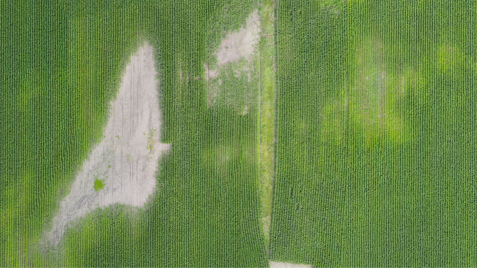 https://dronespray.cl/wp-content/uploads/2025/12/SCRN_Pix4Dfields_outputs_ORTHO.jpg
