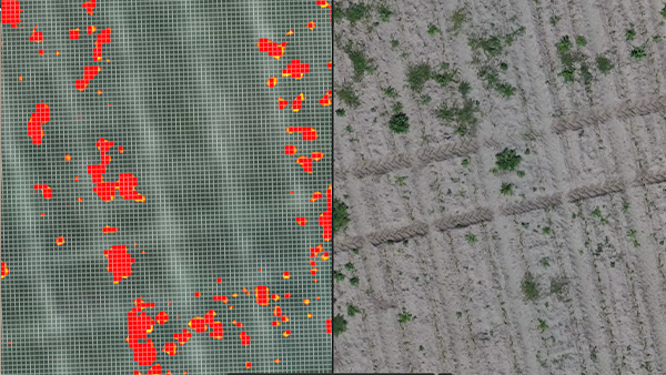https://dronespray.cl/wp-content/uploads/2025/12/SCRN_Pix4Dfields_outputs_Spot-Spraying-Prescription-maps-.jpg